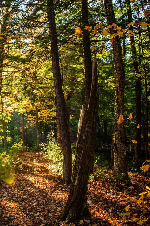 Je propose des solutions complètes et personnalisées pour l’achat, le bucheronnage, le façonnage et le débardage de bois, en veillant à répondre à vos exigences spécifiques