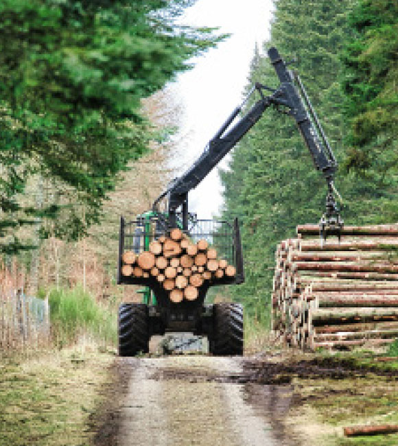 Bucheronnage, façonnage, puis le débardage en bord de route